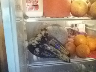 A Bellevue,PA man opens refrigerator to find the fruits and vegetables he had bought had begun to rot!!!